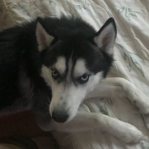 Meet your Posher, Ross